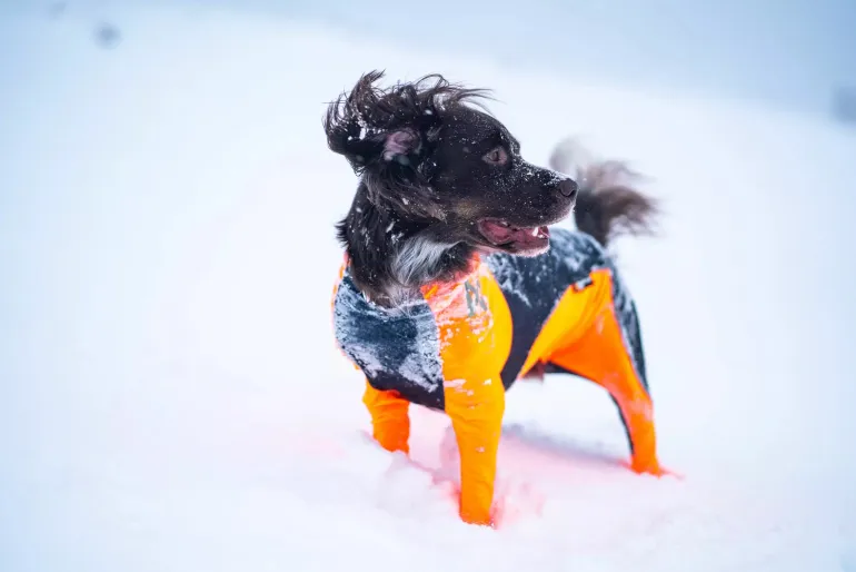 Non-stop dogwear Protector snow koiran haalari, urokselle