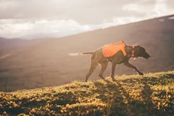 Non-stop dogwear Protector vest GPS 2.0 koiran GPS huomioliivi