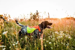Non-stop dogwear Protector vest 2.0 koiran huomioliivi
