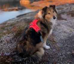 Non-stop dogwear Ramble koiran valjaat, harmaa-pinkki