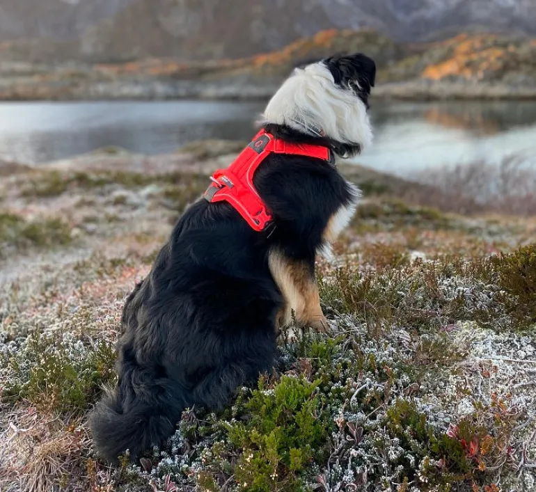 Non-stop dogwear Ramble koiran valjaat, harmaa-pinkki