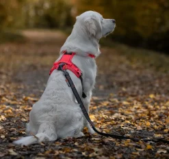 Non-stop dogwear Ramble koiran valjaat, harmaa-pinkki