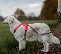 Non-stop dogwear Ramble koiran valjaat, harmaa-pinkki