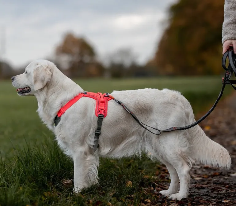 Non-stop dogwear Ramble koiran valjaat, harmaa-pinkki