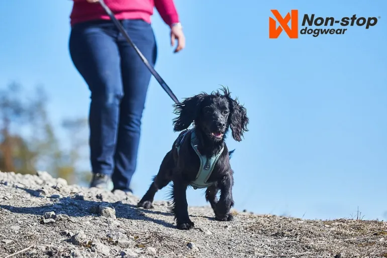 Non-stop dogwear Ramble koiran valjaat, vihreä