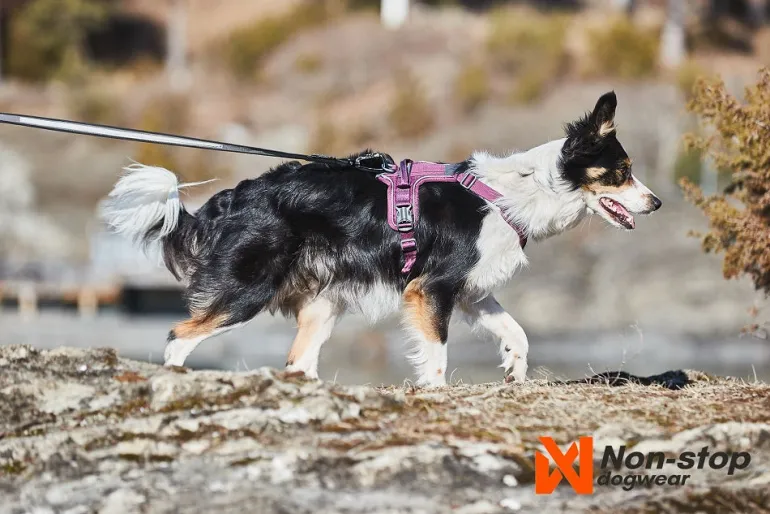 Non-stop dogwear Ramble koiran valjaat, violetti