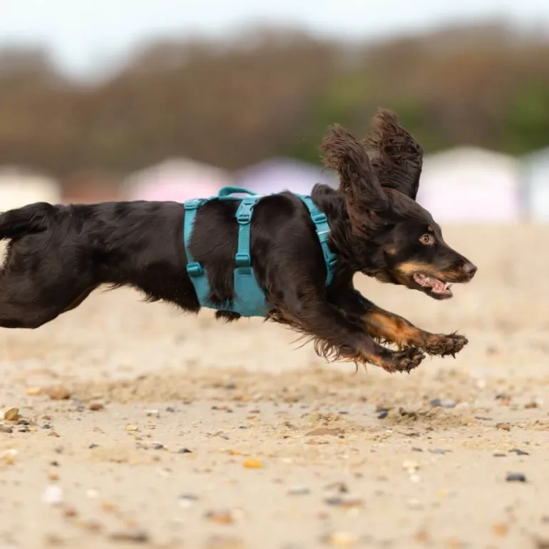 Non-stop dogwear Ramble long koiran valjaat, petrooli