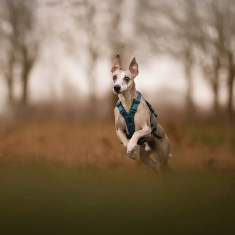 Non-stop dogwear Ramble long koiran valjaat, petrooli