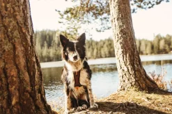Non-stop dogwear Rock Harness koiran valjaat