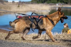 Non-stop dogwear Rock Harness Long Koiran valjaat