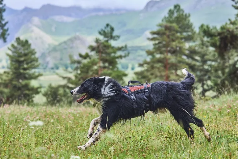 Non-stop dogwear Rock Harness Long Koiran valjaat