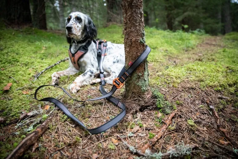 Non-stop dogwear Touring bungee säädettävä talutin