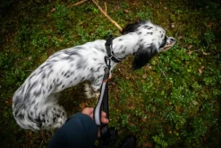 Non-stop dogwear Touring bungee säädettävä talutin