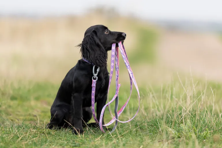 Non-stop dogwear Trail quest collar RP signature edition, violetti