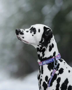 Non-stop dogwear Trail quest collar RP signature edition, violetti