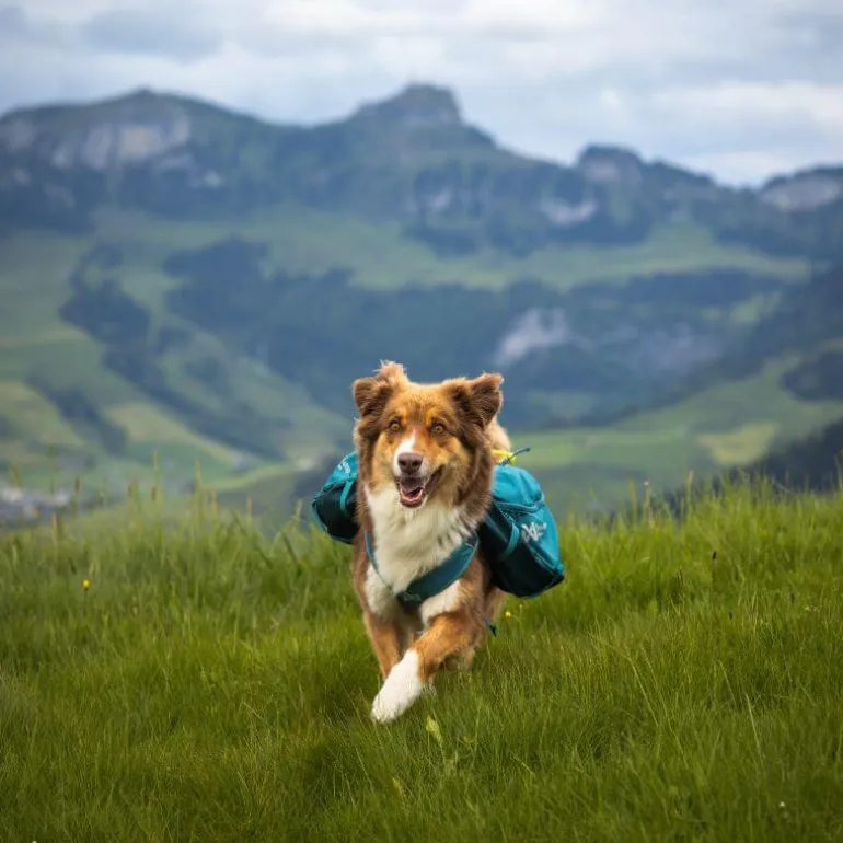 Non-stop dogwear Trail quest dog backpack koiran reppu, sininen