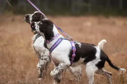 Non-stop dogwear Trail quest leash RP signature edition, violetti
