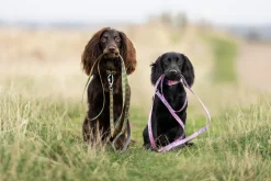 Non-stop dogwear Trail quest leash RP signature edition, violetti