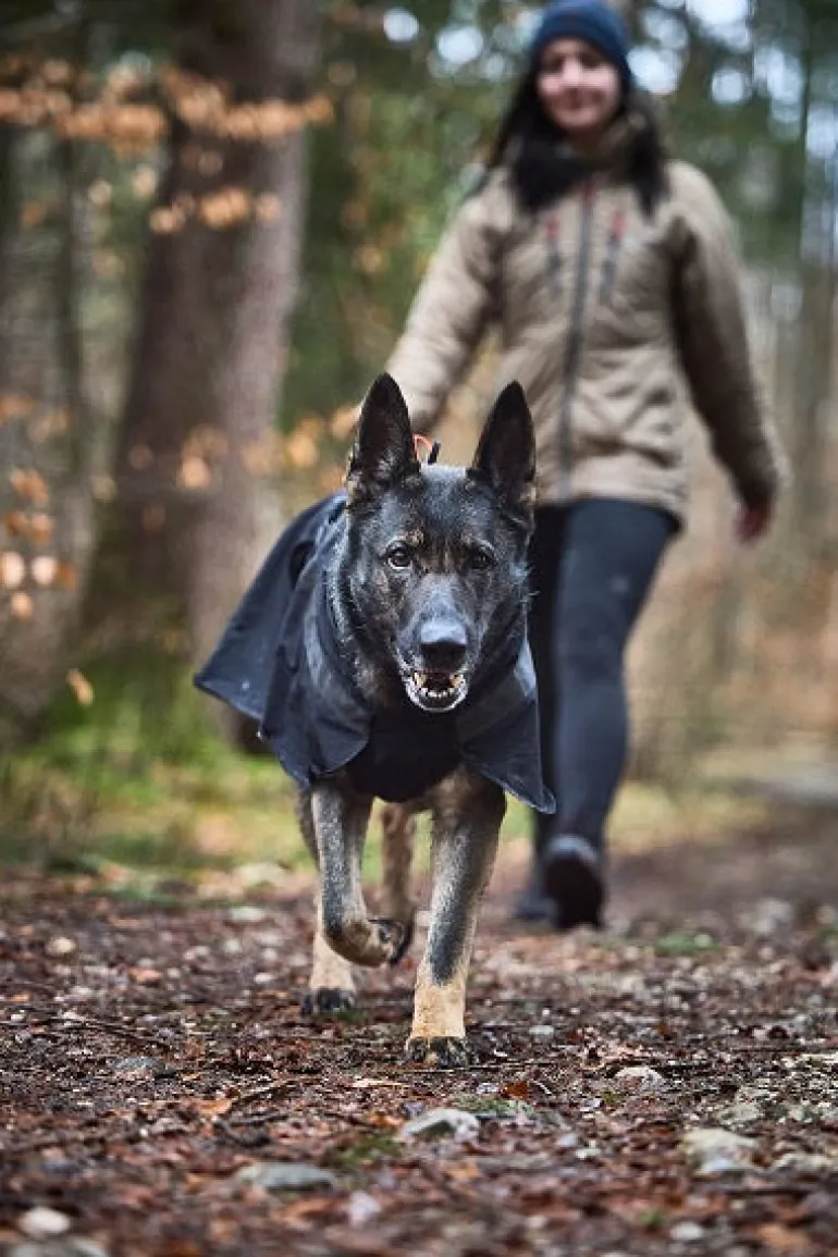 Non-stop dogwear Trekking koiran sadetakki