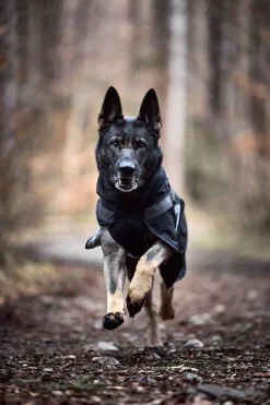 Non-stop dogwear Trekking koiran sadetakki