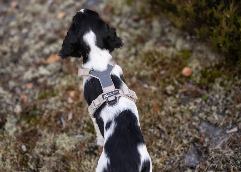 Non-stop dogwear Trekking line harness CLIP'N™ koiran valjaat, beige