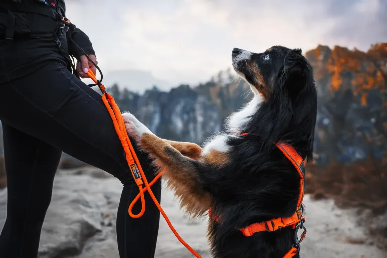 Non-stop dogwear Trekking rope leash köysitalutin, oranssi