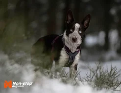 Non-stop Line Harness 5.0 koiran valjaat, vihreä