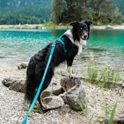Non-stop Line Harness 5.0 koiran valjaat, teal