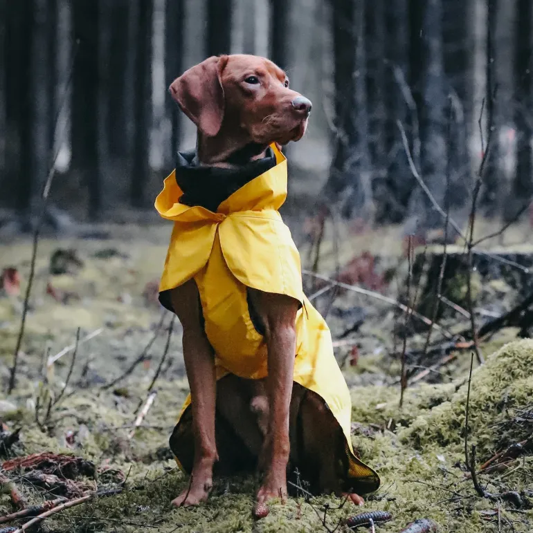 PAIKKA Heijastava koiran sadetakki, keltainen