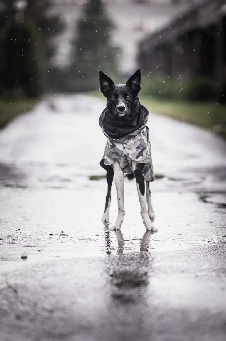 PAIKKA Recovery Raincoat koiran sadetakki, camo
