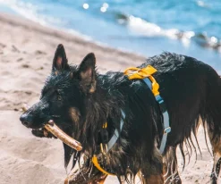 Wild Woof Run koiran valjaat, musta