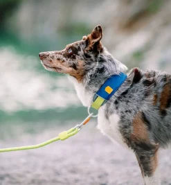 Woolly Wolf Alpha 360 koiran kaulapanta, Deep Teal Mix
