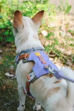 Woolly Wolf Alpha 360 koiran valjaat, Lavender