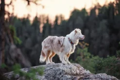 Woolly Wolf Alpha 360 koiran valjaat, Glacier Green Mix