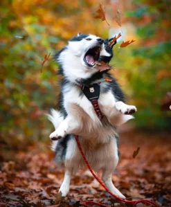 Woolly Wolf Polar Night koiran valjaat