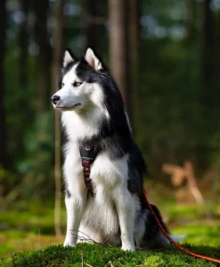 Woolly Wolf Polar Night koiran valjaat