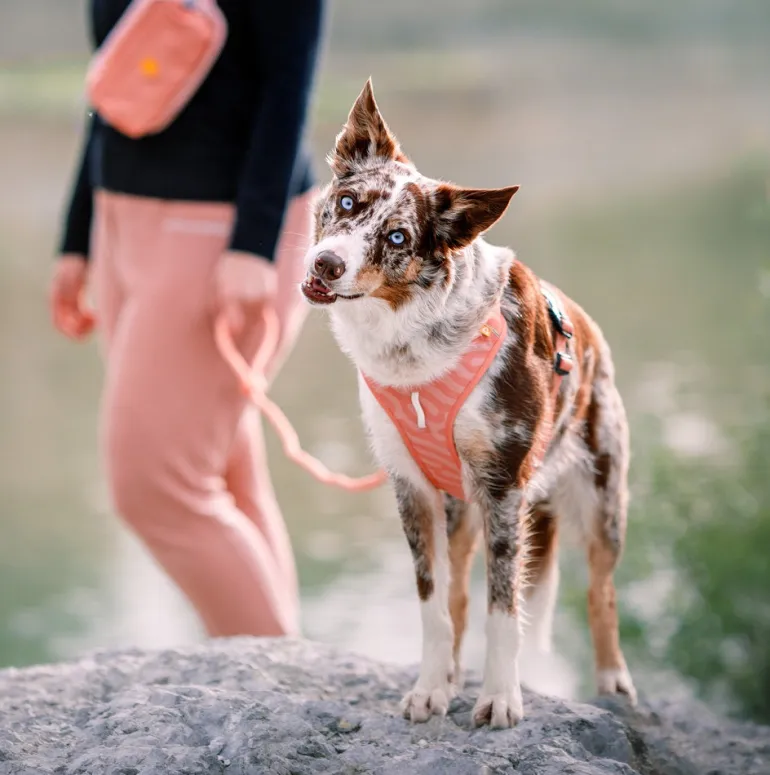Woolly Wolf Roam koiran valjaat, Salmon Pink Ripple