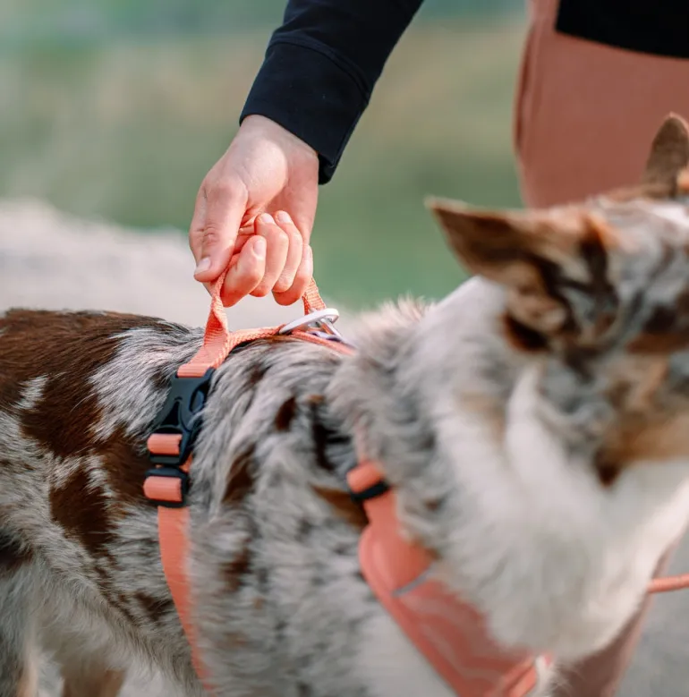 Woolly Wolf Roam koiran valjaat, Salmon Pink Ripple