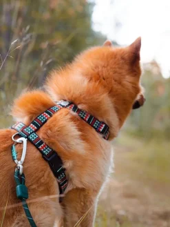 Woolly Wolf Woodland koiran valjaat