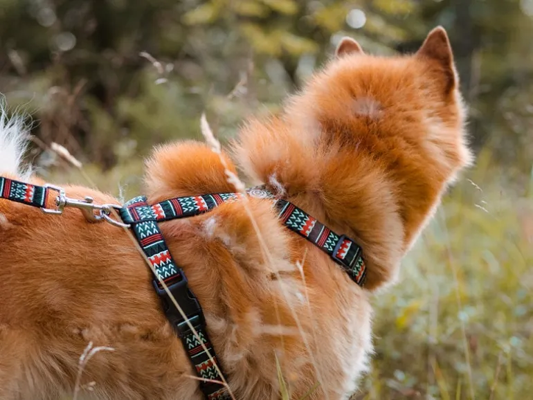 Woolly Wolf Woodland koiran valjaat