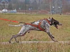 Zero DC CROSS DC koiran vetovaljaat, neonvihreä-musta