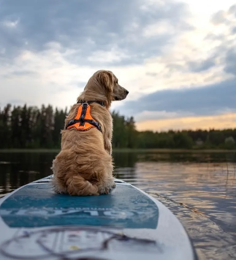 Zero DC Easy Peasy Royal koiran valjaat, ruskea