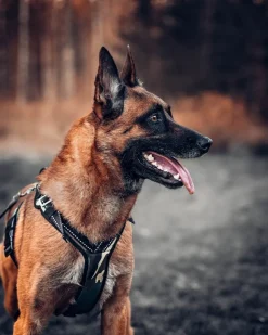 Zero DC Kodiak koiran valjaat, musta