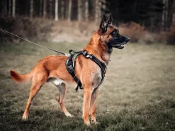 Zero DC Kodiak koiran valjaat, musta