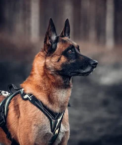 Zero DC Kodiak koiran valjaat, army